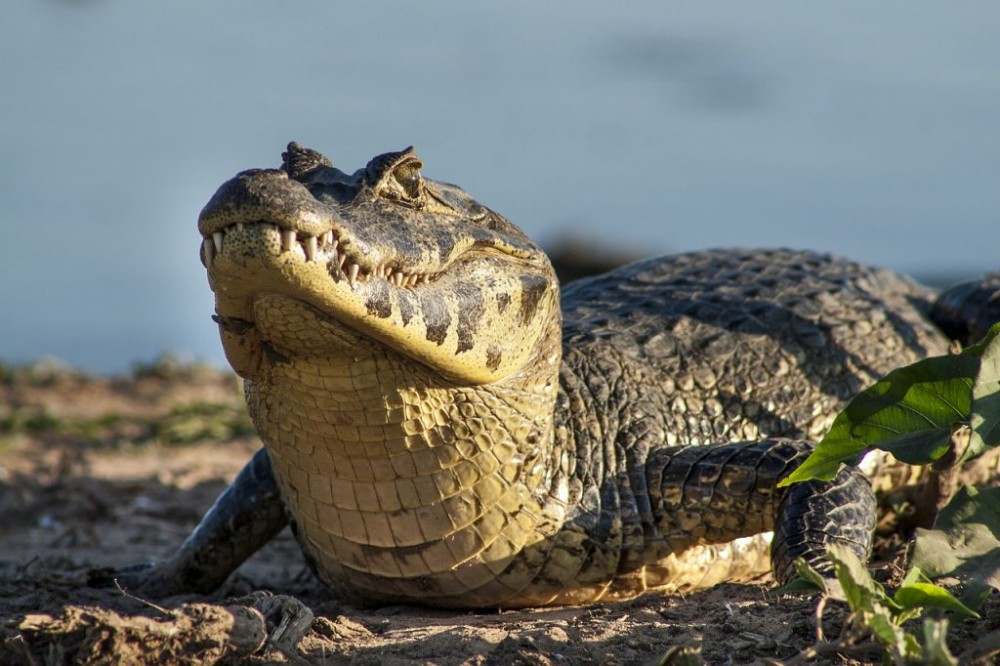 tour Brasile Pantanal fauna