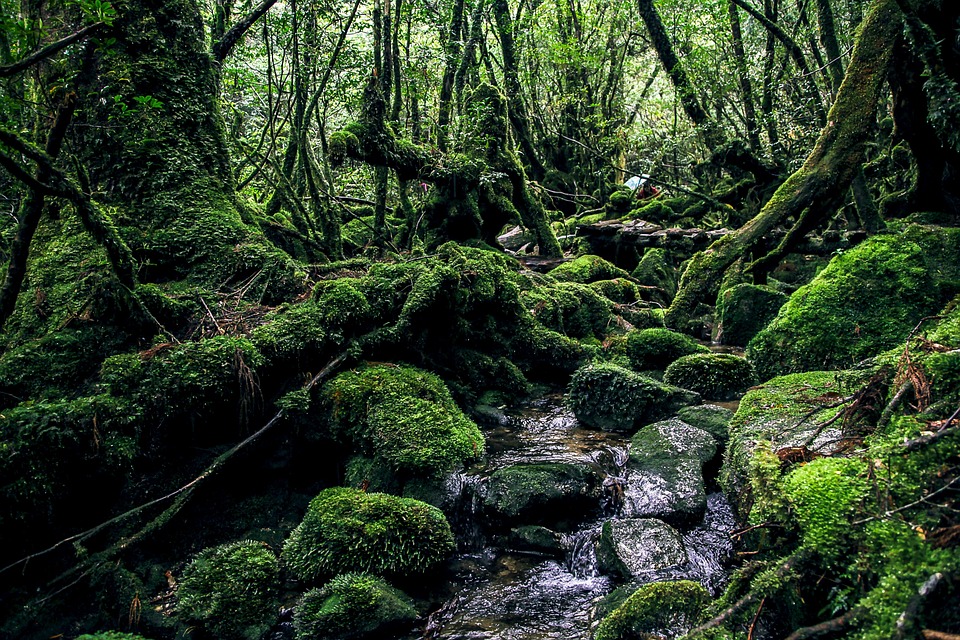 tour Yakushima Giappone